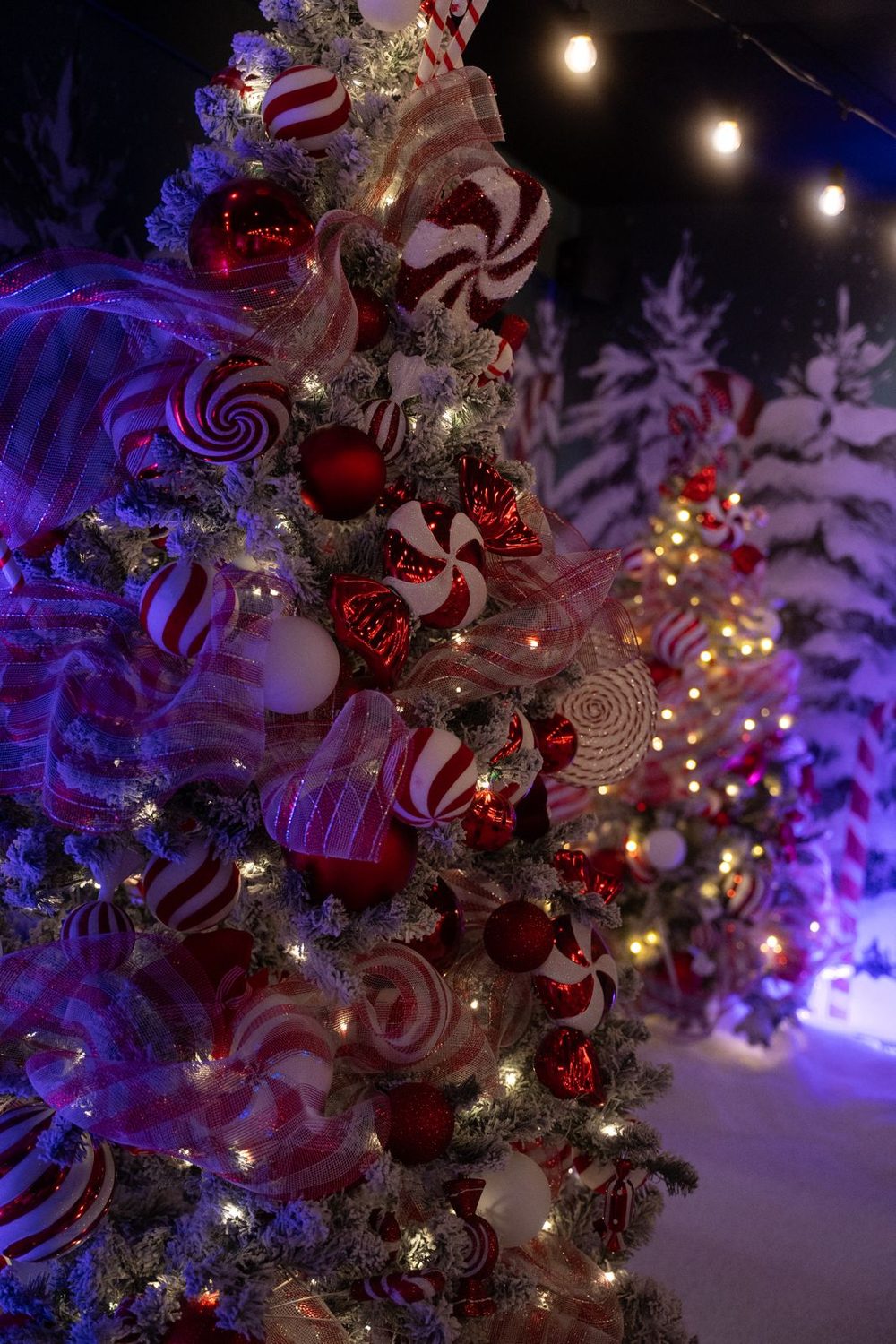Snowy, candy-lit trees along the Winter Walk
